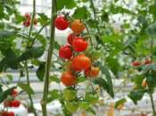 Удобрение помидоров очень важно в период созревания