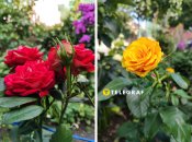 Эта ошибка может погубить ваши розы летом