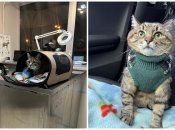 Кіт Степан потрапив до лікарні