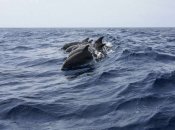 Водних ссавців вважають захисниками військової бази морського флоту рф