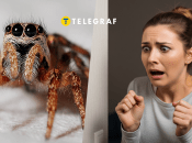 В Украине есть неядовитые пауки