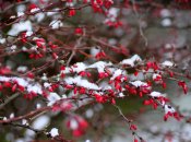 Барбарис отлично чувствует себя в холоде