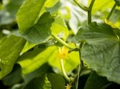 Огурцам нужны питательные вещества