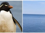 Под Одессой завелись "пингвины"? В сети завирусилось видео со странной птицей в Черном море