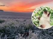 Заморозки припадають на початок квітня