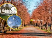 В Луцке расцвела сакура