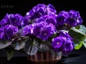 Фиалка завоевала любовь цветоводов