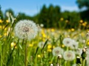 Інгредієнт для смачного варення росте прямо у вас під будинком