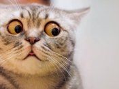 Кошачья мимика становится поводом для мемов и шуток