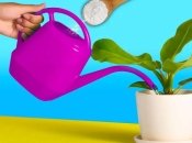 Завдяки харчовій соді ви захистите свої рослини від паразитів