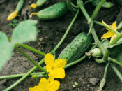 Що зробити, щоб огірки не мерзли вночі