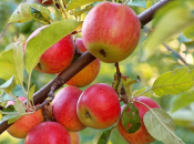 Подкормка яблонь в августе