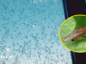 Мушки-дрозофилы