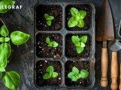 Есть определенные правила выращивания рассады, которые нужно соблюдать (изображение создано с помощью ИИ)