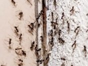 Натуральное, экологическое и экономичное решение проблемы с насекомыми