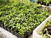 Вирощування розсади — копітка праця