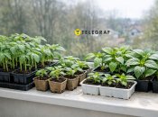 Розсада помідорів і перцю на підвіконні