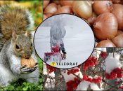 Народні прикмети розповідають, якою буде зима