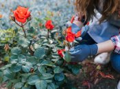 Розы – главное украшение любого участка