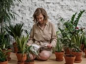 Растения, по мнению эзотериков, влияют на энергию денег в жилище