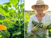 З цими порадами кабачки порадують урожаєм