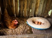 Курка поряд з яйцями