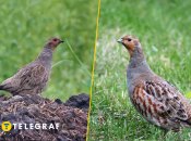 Серая куропатка