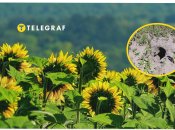 На соняшниковому полі знайшли велику яму