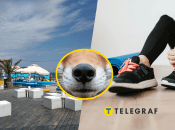 В Одессе хищное животное пришло на спортивную площадку