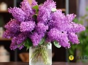 Сирень – это не только красивый и ароматный цветок, но и символ богатства и любви