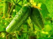 Огурцы нужно сеять грамотно