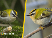 Красноголовый королёк