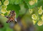 Сад та город буквально оживуть при поселенні корисних бджіл