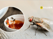 Почему мухи больно кусаются