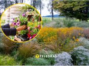 Небезпечні рослини