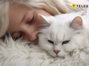 Коти часто лягають там, де люди