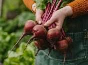 Ваша свекла вырастет сладкой и большой благодаря дешевому продукту