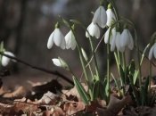 Весна вже настала? Якою буде погода в Україні до кінця тижня