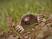 Как избавиться от кротов на даче