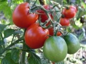 Помидоры в Украине пользуются большим спросом