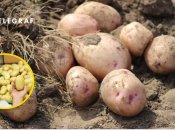 Картопля в полі