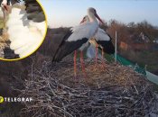 В гнезде сложилась новая пара