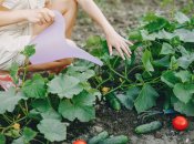 Деревна зола поживна для огірків, але її якості можна покращити