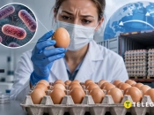 Партию яиц, зараженных сальмонеллой, экспортировали за границу