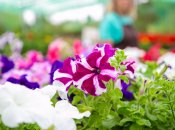Петуния – популярное растение у дачников