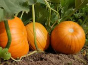 Тыкв будет много