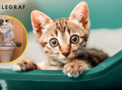 Кошки социальные и умные животные