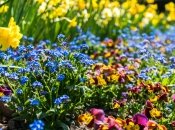 Время высадки цветов зависит от погоды