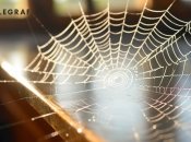 Паутина спасла жизнь Иисусу Христу