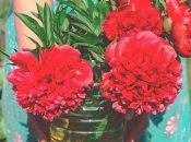 Пионы - главное украшение сада